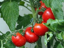 14 lợi ích tuyệt vời cho sức khỏe khi ăn cà chua