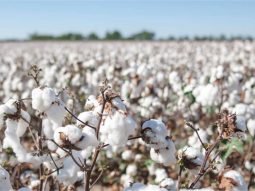 Cotton Day Vietnam 2021: Đi tìm giải pháp cho tính minh bạch, bền vững trong dệt may